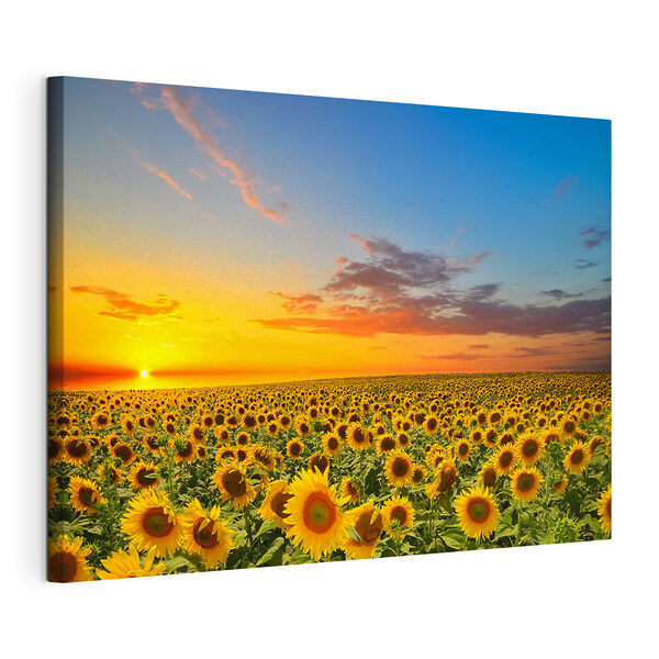 Champ de tournesols au coucher du soleil Tableaux Champ de tournesols au coucher du soleil