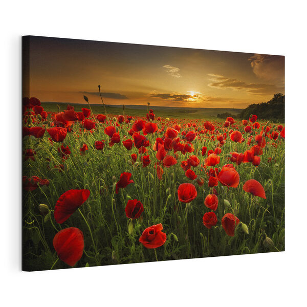 Tableaux Un champ de fleurs rouges (UGS : s05477) Tableaux Tableaux Un champ de fleurs rouges (UGS : s05477)