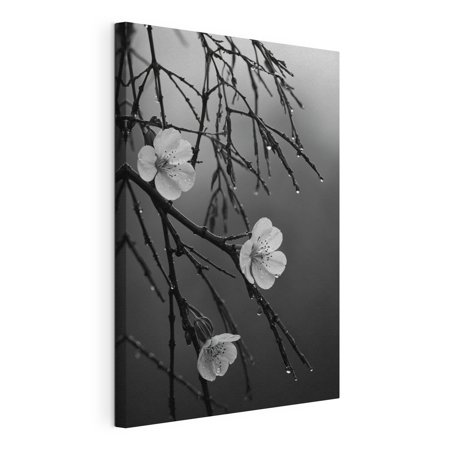 Delicate blooms beneath gentle rain
