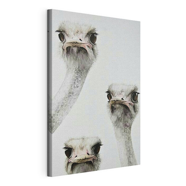 Group of ostriches with their heads up Group of ostriches with their heads up