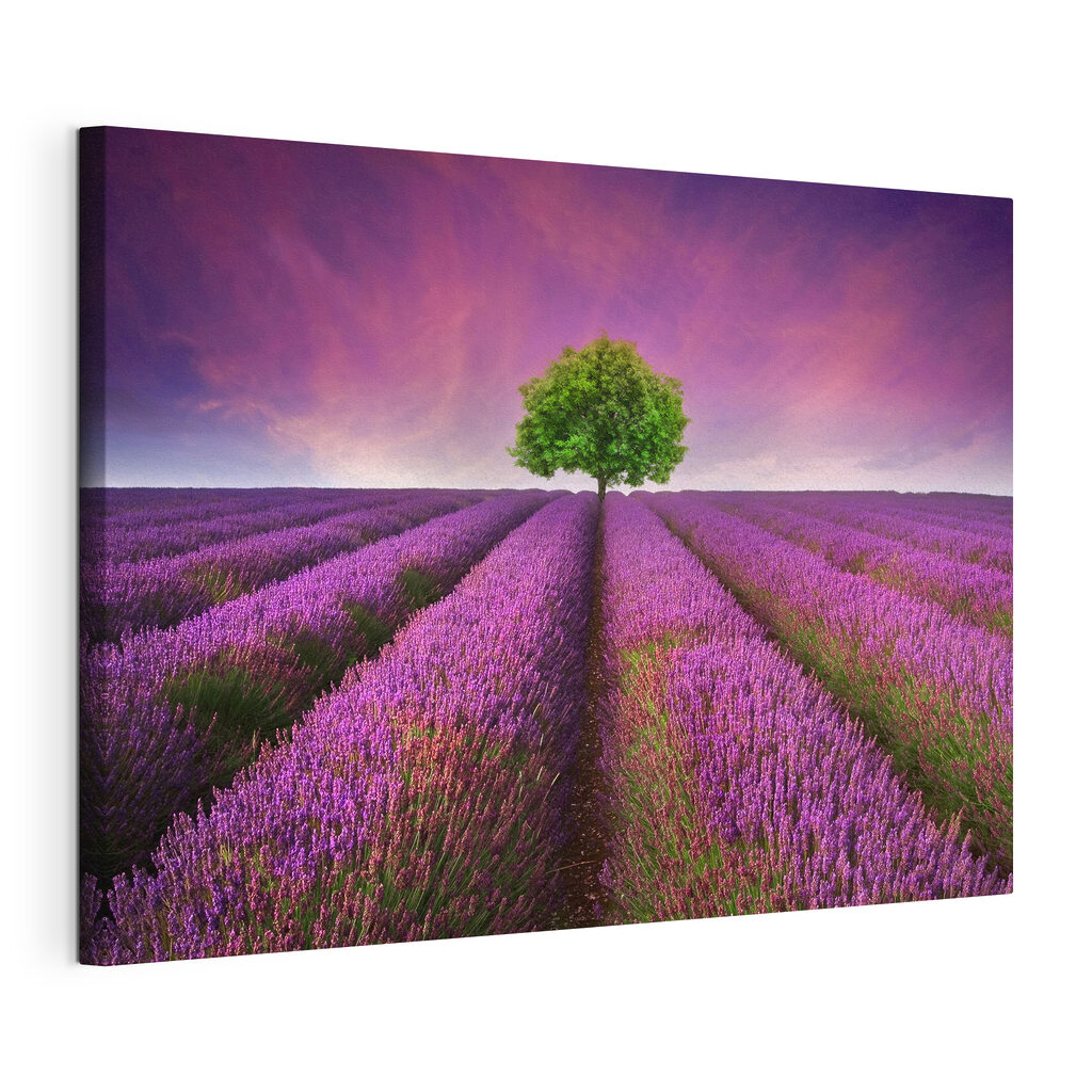 Tree in a field of lavender
