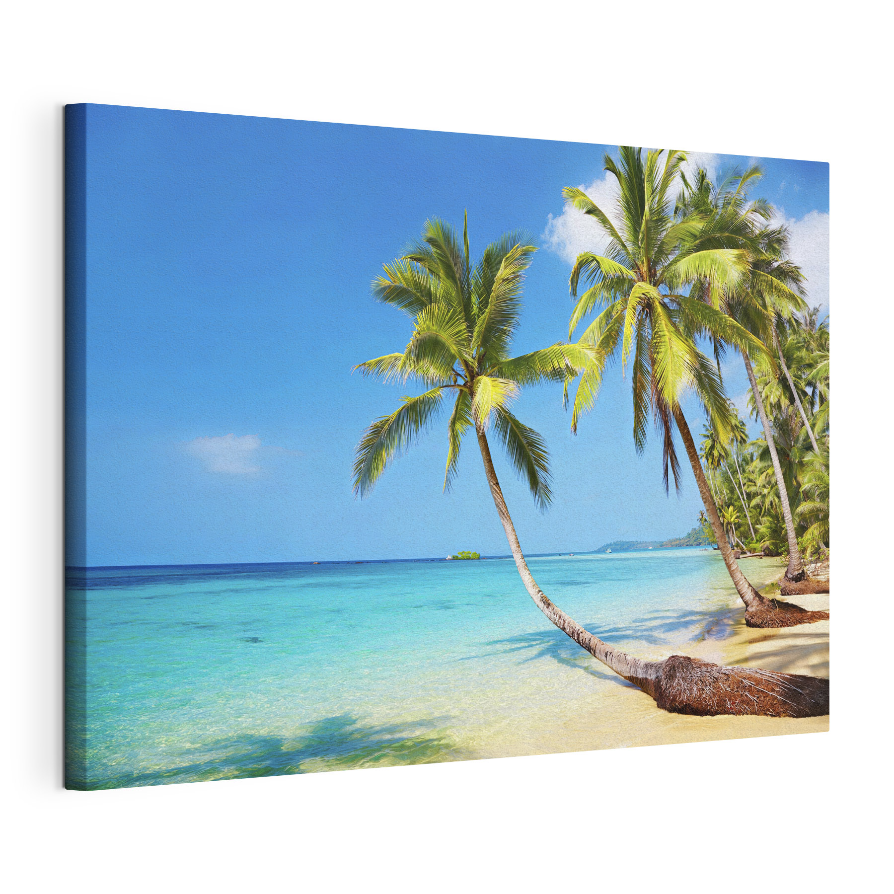 Palm trees on a beach