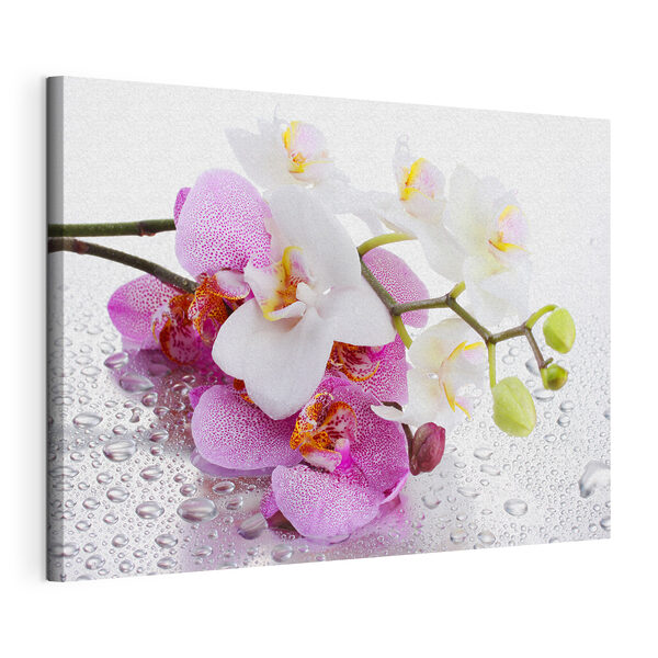 De délicates orchidées nichées dans des gouttelettes Tableaux De délicates orchidées nichées dans des gouttelettes