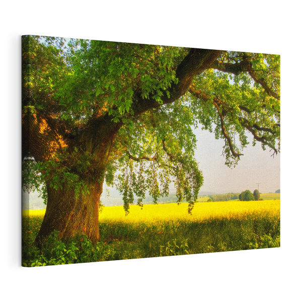 Tableaux Un arbre dans un champ
