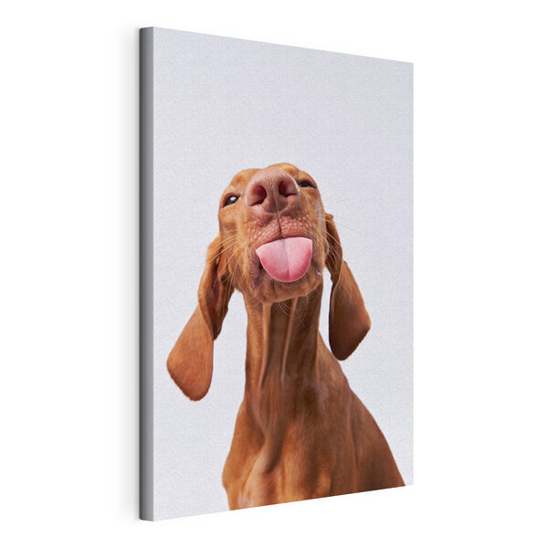 Tableaux Un chien qui tire la langue