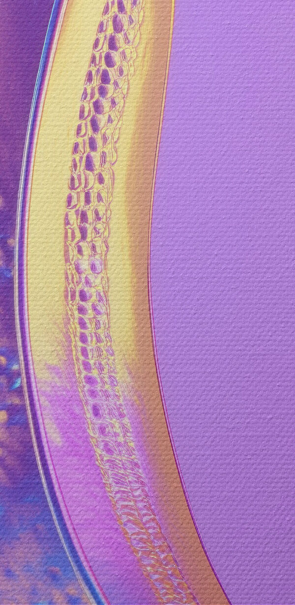 Colorful banana on a purple background