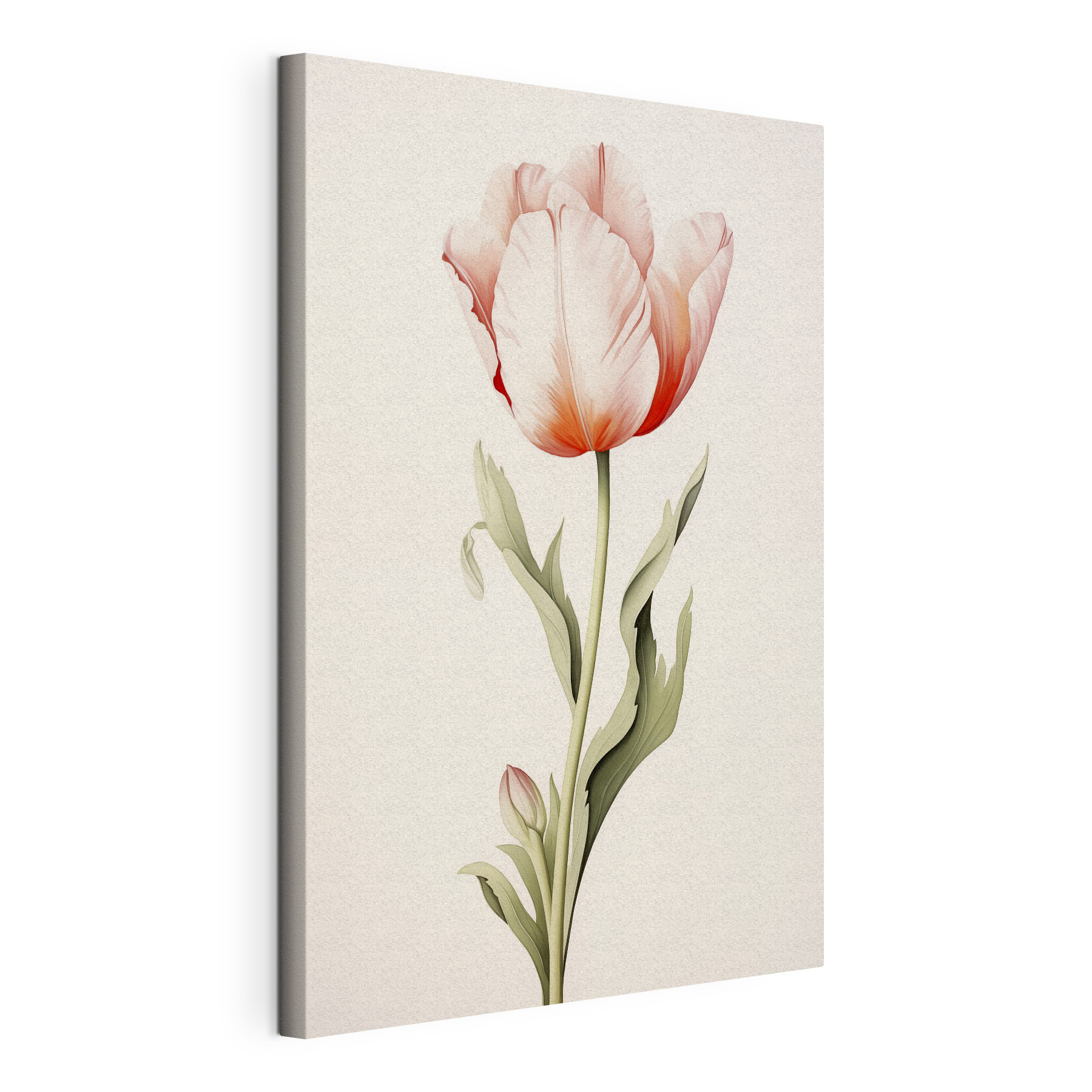 Delicate tulip in soft hues Delicate tulip in soft hues