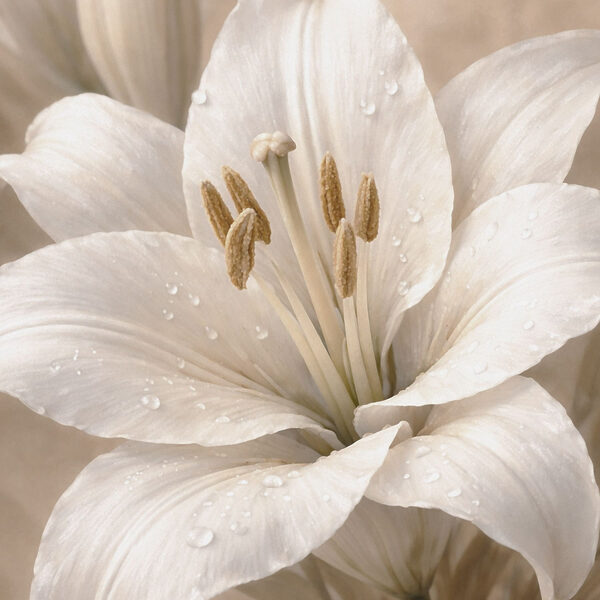 Delicate petals drenched in morning dew