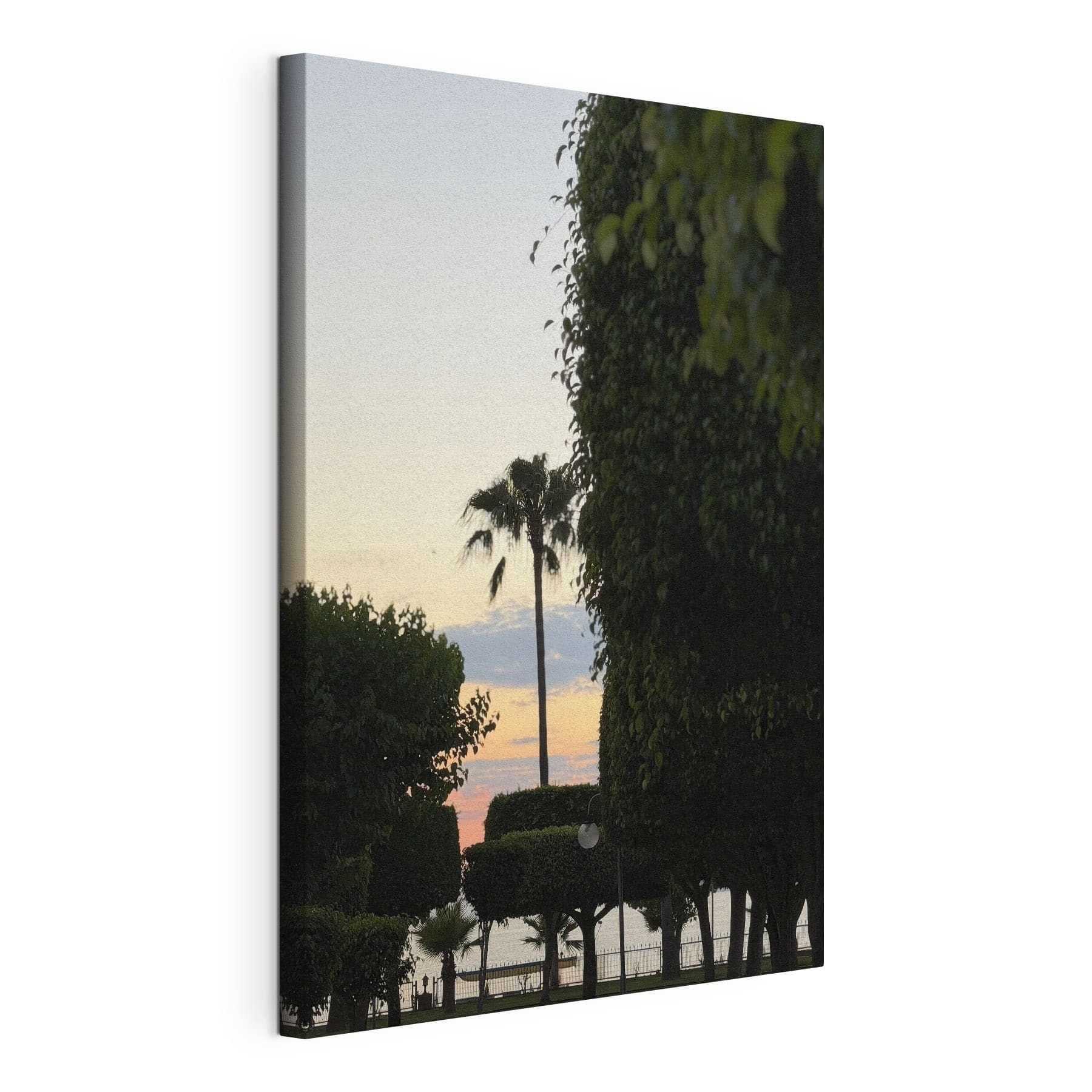 Palm trees and bushes