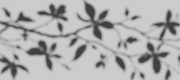 Blurry image of leaves on a branch Blurry image of leaves on a branch