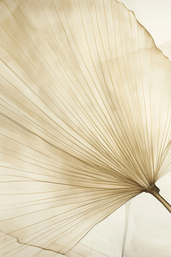 Delicate lines of nature's design