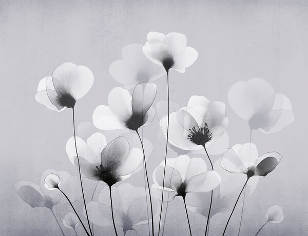 Group of white flowers