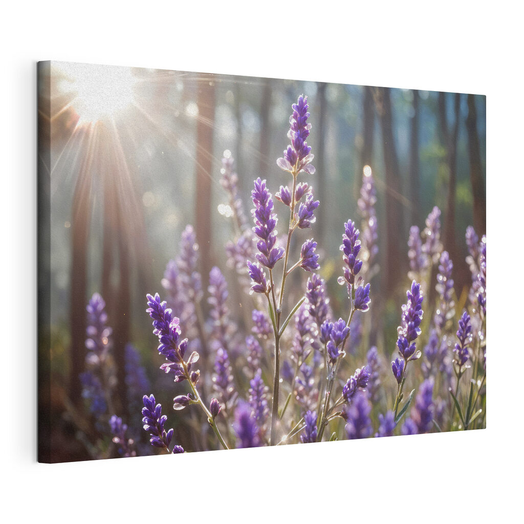 Lavender blooms in soft sunlight