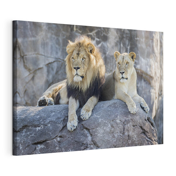Un couple de lions couché sur un rocher Tableaux Un couple de lions couché sur un rocher