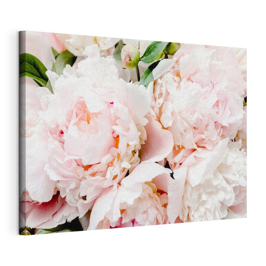 A group of pink flowers