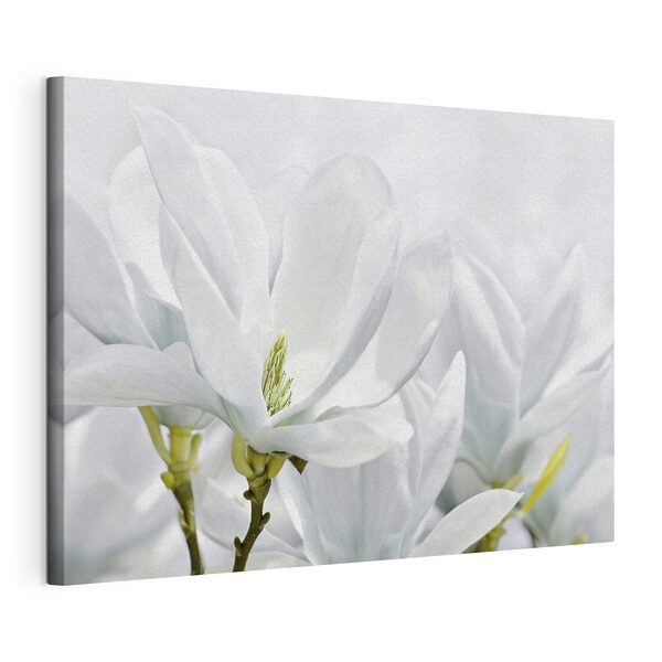 Gros plan sur des fleurs blanches Tableaux Gros plan sur des fleurs blanches