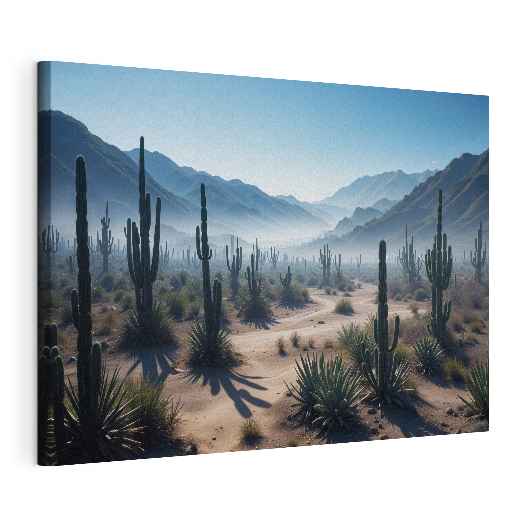 Cactus in a desert