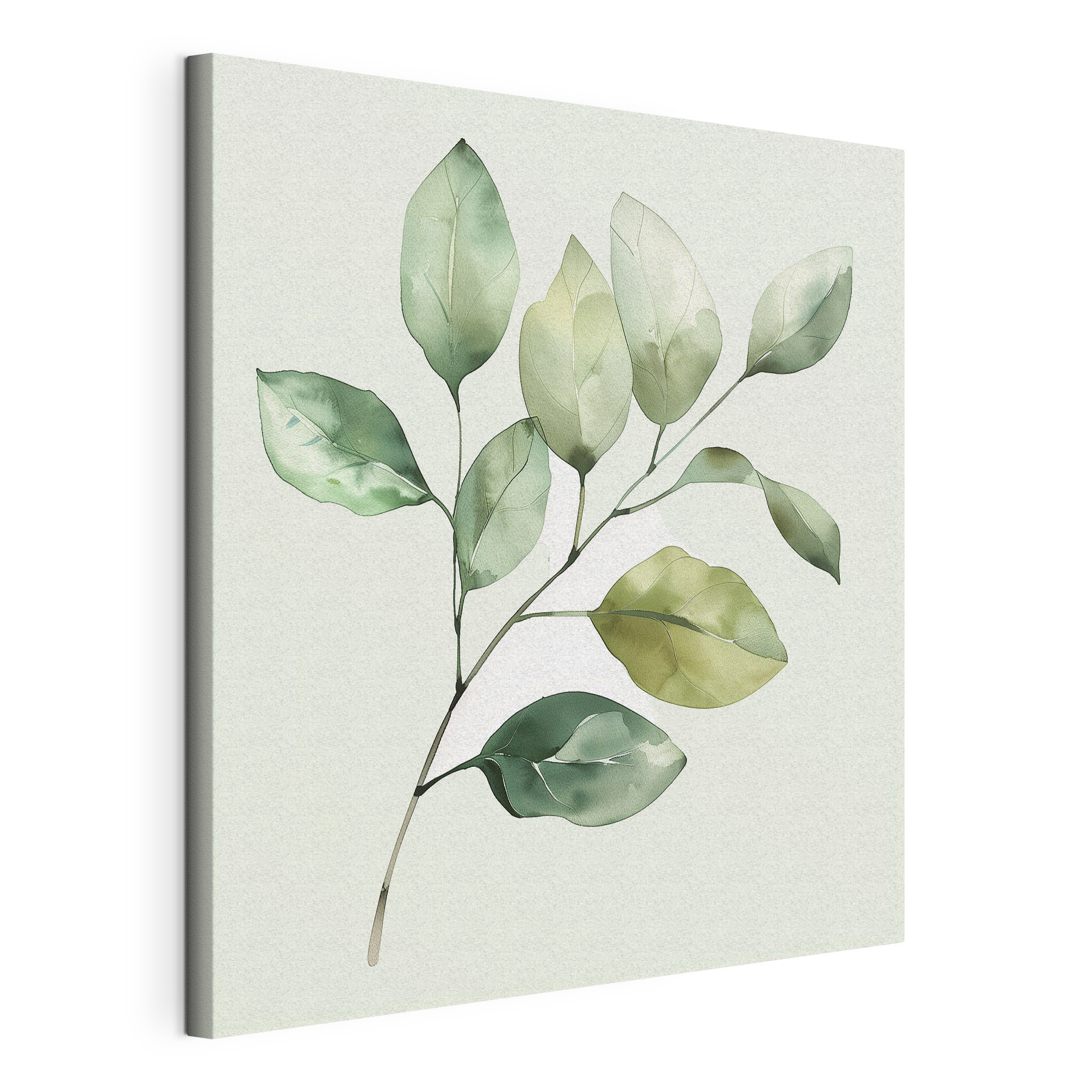 Green leafy plant with a white background Green leafy plant with a white background