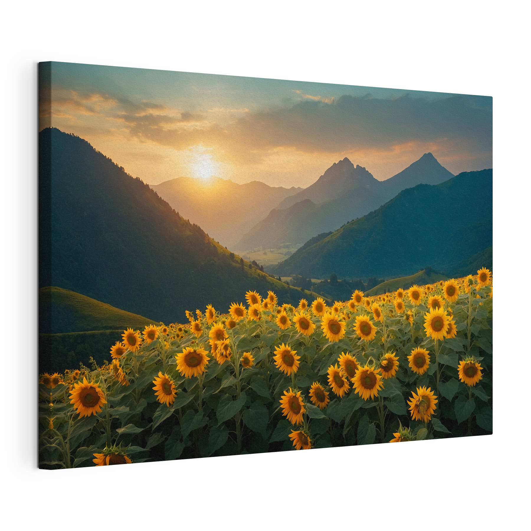 Field of sunflowers in the mountains Field of sunflowers in the mountains