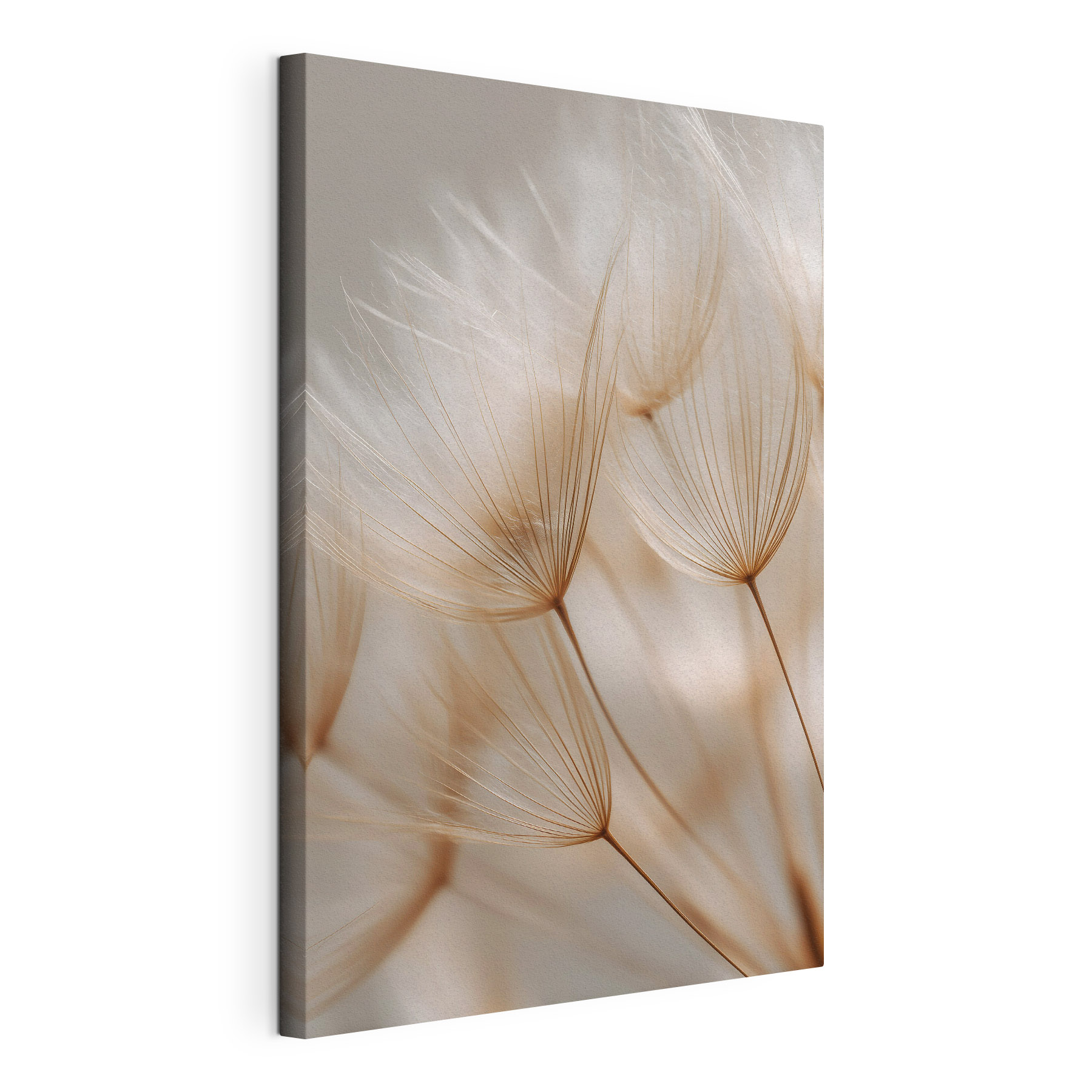 Delicate wisps dancing in soft light Delicate wisps dancing in soft light